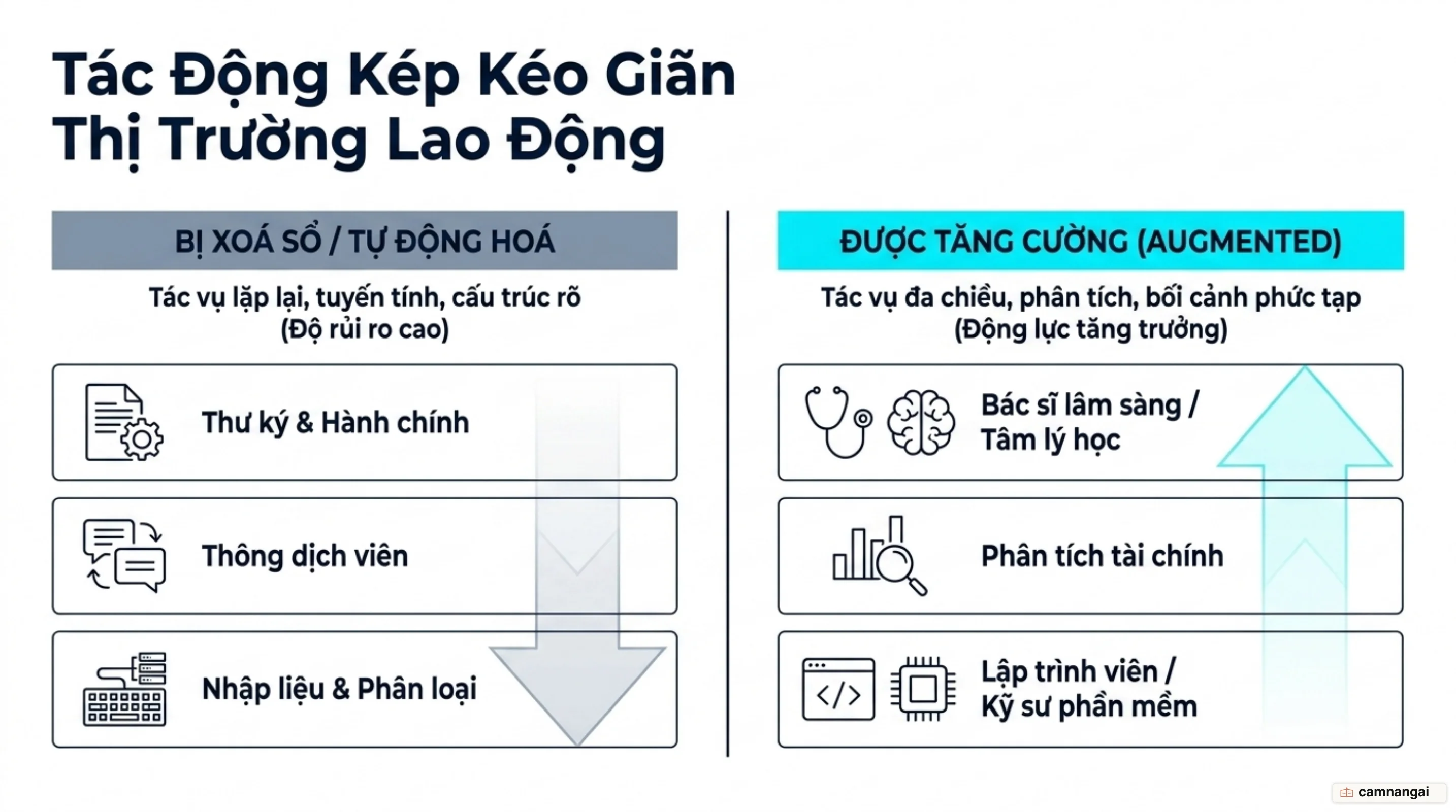 Hai nhóm công việc trước AI: nhóm bị tự động hoá gồm thư ký, thông dịch viên, nhân viên nhập liệu và nhóm được tăng cường gồm bác sĩ, chuyên viên phân tích tài chính, lập trình viên